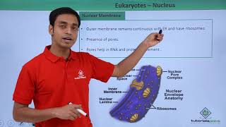 Class 11th  Eukaryotes – Nucleus  Cell The unit of Life  Tutorials Point [upl. by Aseen]