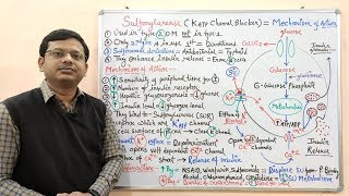 Diabetes Mellitus Part10 Mechanism of Action of Sulfonylurease  Antidiabetic Drugs  Diabetes [upl. by Anura]