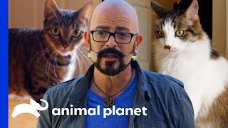 Jackson Galaxy Helps Cat Rivalry Come to an End  My Cat From Hell [upl. by Attenoj469]