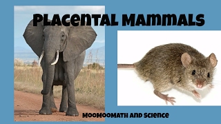 Placental Mammals [upl. by Craggy]