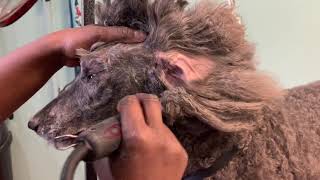 How to groom a full coated standard Poodle [upl. by Bunni]