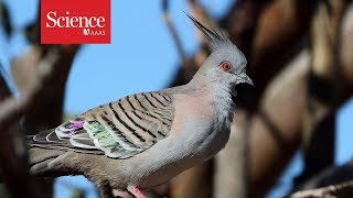 Pigeons sound a warning call—with their feathers [upl. by Guenevere]