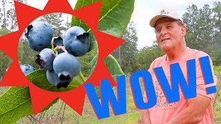 Farmer Reveals SECRETS of Growing Blueberries in Florida [upl. by Rehotsirk]