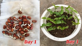 Tips to grow red beans successful after 3 days [upl. by Damick987]