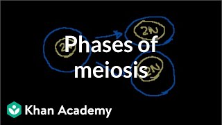 Phases of Meiosis [upl. by Dorothea]