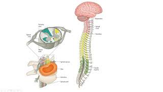 Dermatomes and Myotomes [upl. by Swane]