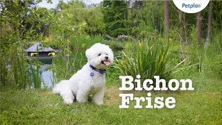 Bichon Frise Breed Information Temperament Lifespan amp more  Petplan [upl. by Nnaeiram]