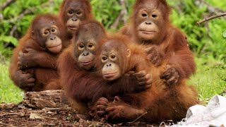 Orangutans Need to Learn to Fear Snakes [upl. by Poll771]