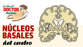 Núcleos basales del cerebro [upl. by Giselbert284]