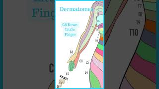 Cervical dermatomes [upl. by Inaffets]