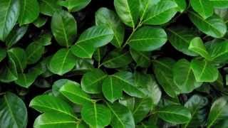 A focus on Cherry Laurel hedging All you need to know about Prunus laurocerasus Rotundifolia [upl. by Oirtemed]