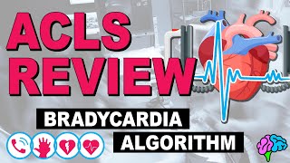 Bradycardia  ACLS Review [upl. by Wileen579]