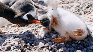 Young Penguin Tragically Dies  Penguin Post Office  BBC Earth [upl. by Granny]