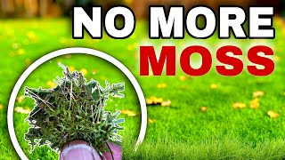 Can these 3 Methods Instantly KILL Moss in the Lawn [upl. by Yoong]