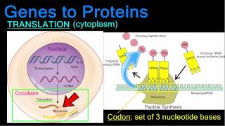 Genes to Proteins [upl. by Ahsihat]