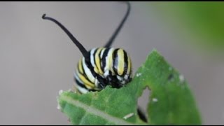 Life Cycle of the Monarch Butterfly [upl. by Allain690]