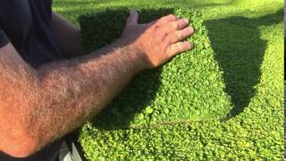 Plant Tiles of Dichondra repens [upl. by Yenffad]