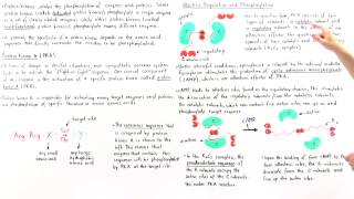 Protein Kinase A PKA [upl. by Ender]