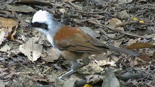 Bird Call WHITECRESTED LAUGHINGTHRUSH [upl. by Auohp]