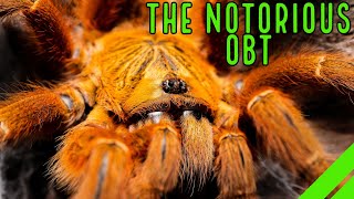 Orange Baboon Tarantula OBT Pterinochilus murinus Care amp Husbandry [upl. by Gael]