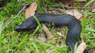 Red Belly Black snake [upl. by Ianteen602]