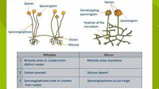 Bacteria and Fungi [upl. by Elocen]