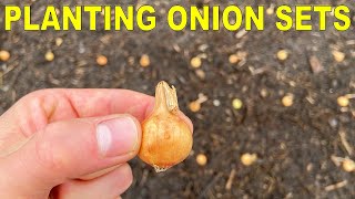 Planting Onion Bulbs A Complete Guide From Start To Finish [upl. by Dorella537]