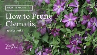 How to Prune Clematis Vines [upl. by Aara]