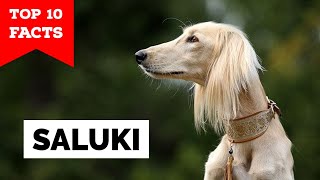 Saluki  Top 10 Facts [upl. by Nwahsal654]