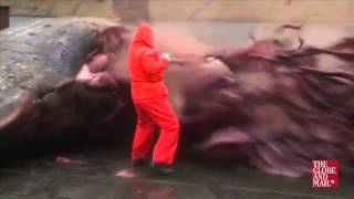 Man runs for cover as dead whale explodes everywhere [upl. by Schwenk]