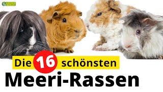 Top 16  Die schönsten Meerschweinchenrassen [upl. by Otrebire]