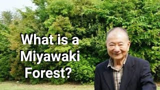 Miyawaki Method of Plantation I Afforestation I Akira Miyawaki I Man Made Forest I urban forest [upl. by Billye730]