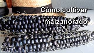 Cómo sembrar y cultivar maíz morado How to Plant Corn Seeds [upl. by Enelaehs]