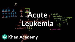 Chronic Myeloid Leukemia CML  Myeloproliferative Neoplasm MPN  Philadelphia Chromosome [upl. by Ardeth]