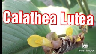 Calathea Lutea plant care and propagation [upl. by Etiam]