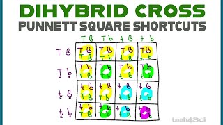 Dihybrid Cross Punnett Squares  MCAT Shortcut Mendelian Genetics Part 2 [upl. by Enyalaj216]