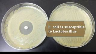 Isolation and Identification of Probiotic Lactobacillus from Local Dairy [upl. by Fahey]