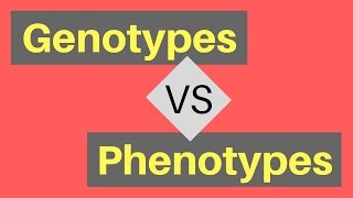 Genotype vs Phenotype  Understanding Alleles [upl. by Eicnarf400]