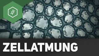 Zellatmung  wie funktionierts  BASIC [upl. by Geminius]