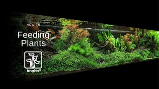 How to Feed your Aquarium Plants [upl. by Quintie]