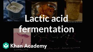 Lactic acid fermentation  Cellular respiration  Biology  Khan Academy [upl. by Elianora]