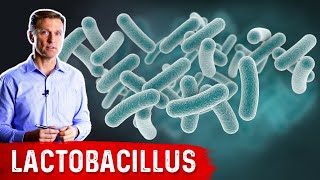 The Benefits of Lactobacillus a Friendly Microbe [upl. by Nylsirhc]