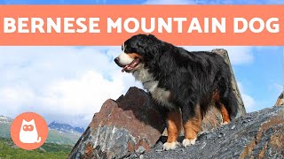 BERNESE MOUNTAIN DOG  Characteristics and Care [upl. by Hallsy]