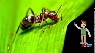 Ophiocordyceps Unilateralis [upl. by Yeldahc]