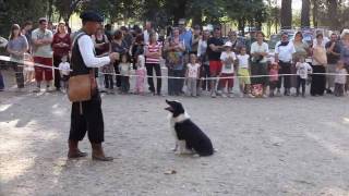 4 Border Collie Dogs VS a Flock Of Ducks [upl. by Alysia]