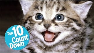 Top 10 Domesticated Cat Breeds [upl. by Nirag]