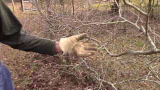 How to Prune MuscadineGrape Vines [upl. by Eatnoled]