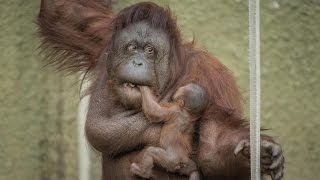 Proud Mum Shows Off Baby Orangutan ZooBorns [upl. by Kiryt]