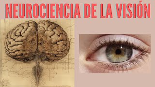 Neurociencia de la Visión [upl. by Rustin]