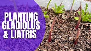 🌸 Planting Gladiolus amp Liatris Bulbs  How To Plant Bulbs  Planting Spring Bulbs [upl. by Demeter]